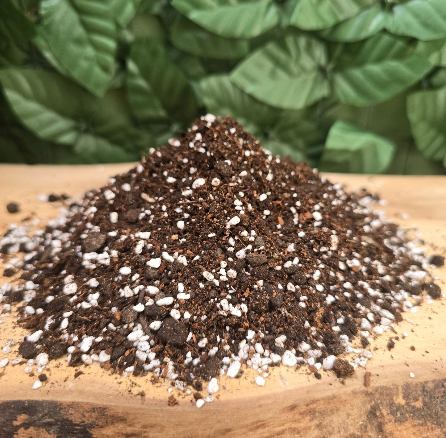 🌵 Sustrato CACSU - Cactus y Suculentas