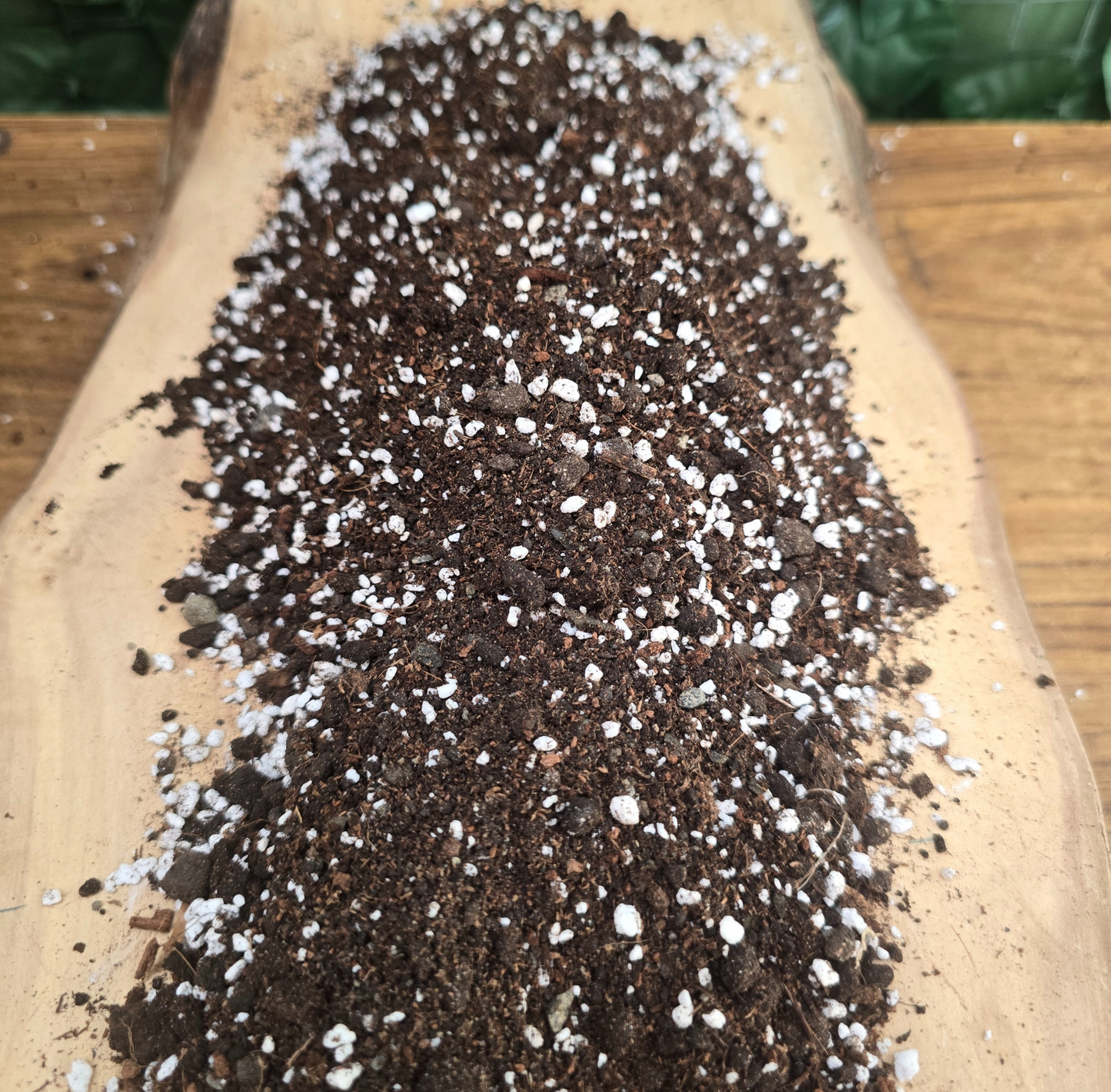 🌵 Sustrato CACSU - Cactus y Suculentas