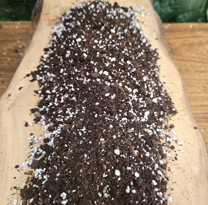 🌵 Sustrato CACSU - Cactus y Suculentas