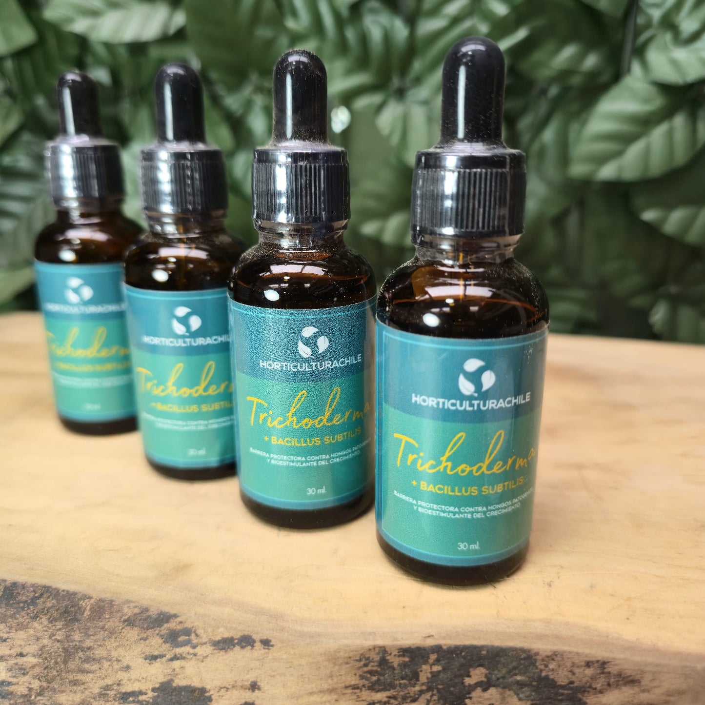 Trichoderma + Bacillus subtilis – Bioestimulante y protector natural de hongos