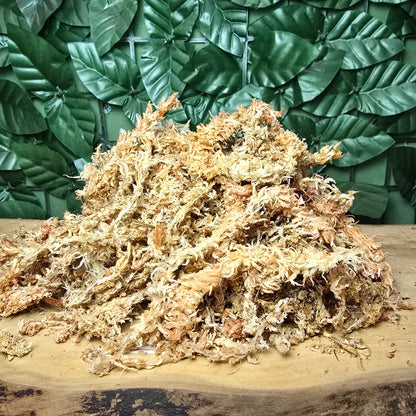 MUSGO SPHAGNUM (hebra larga) - Humedad que abraza 💧