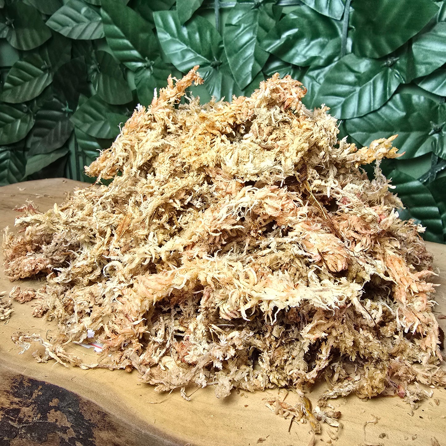 MUSGO SPHAGNUM (hebra larga) - Humedad que abraza 💧